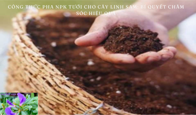 Công thức pha NPK tưới cho cây linh sam: Bí quyết chăm sóc hiệu quả