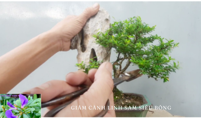 Giâm Cành Linh Sam Siêu Bông – Hướng Dẫn từ A đến Z