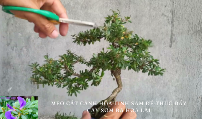 Mẹo cắt cành hoa linh sam để thúc đẩy cây sớm ra hoa lại: Bí quyết hiệu quả!