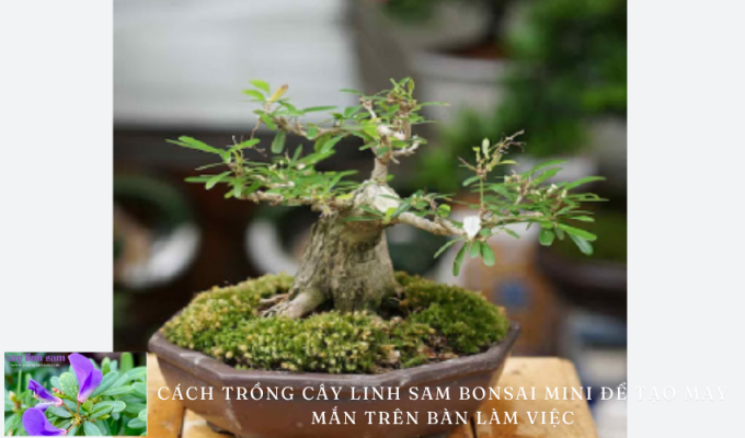 Cách trồng cây linh sam Bonsai mini để tạo may mắn trên bàn làm việc