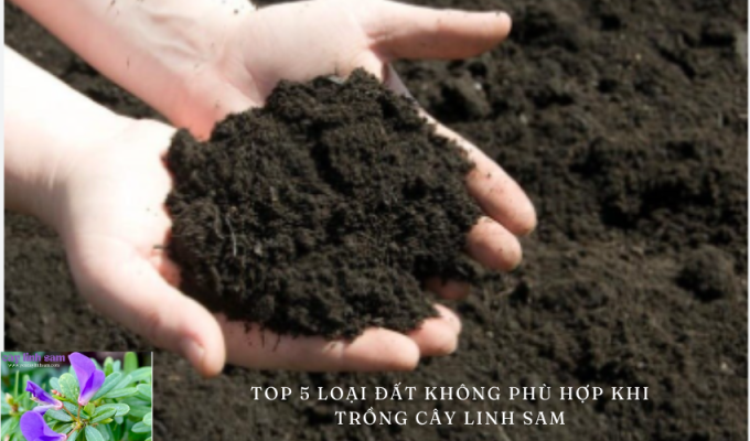 Top 5 loại đất không phù hợp khi trồng cây linh sam