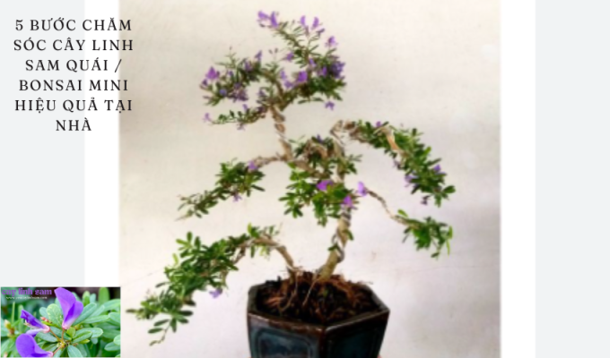 5 bước chăm sóc cây linh sam quái / bonsai mini hiệu quả tại nhà