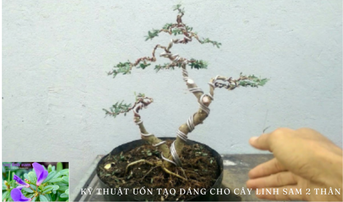 Kỹ thuật uốn tạo dáng cho cây linh sam 2 thân: Bí quyết nuôi dưỡng và bảo quản