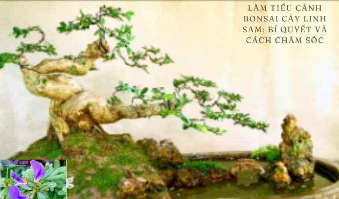 Làm tiểu cảnh bonsai cây linh sam: Bí quyết và cách chăm sóc