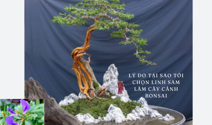 Lý do tại sao tôi chọn Linh Sam làm cây cảnh bonsai