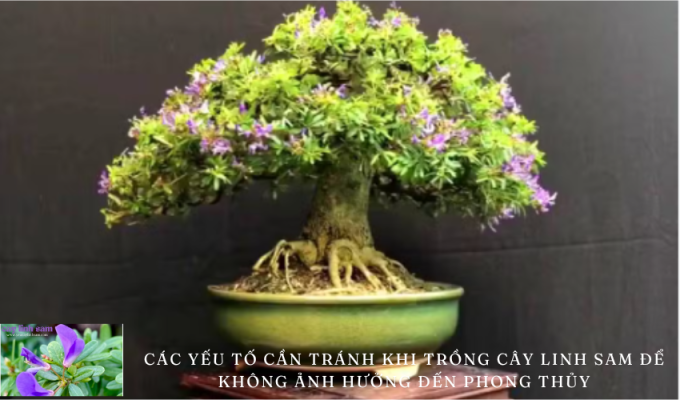 Các yếu tố cần tránh khi trồng cây linh sam để không ảnh hưởng đến phong thủy – Tìm hiểu cách trồng cây linh sam mà không gây xấu phong thủy