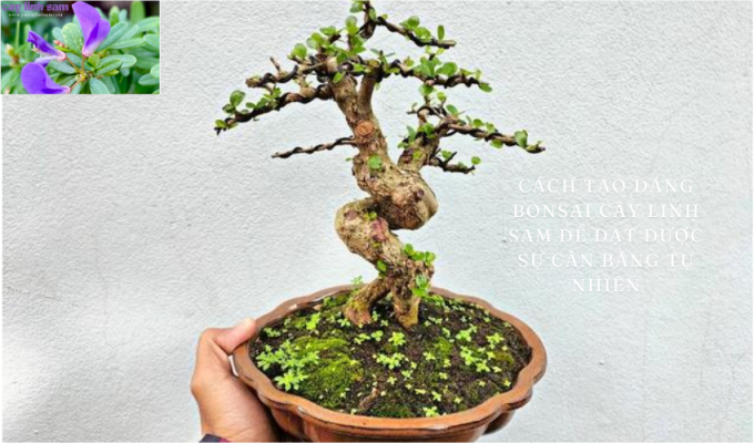 Cách tạo dáng bonsai cây linh sam để đạt được sự cân bằng tự nhiên