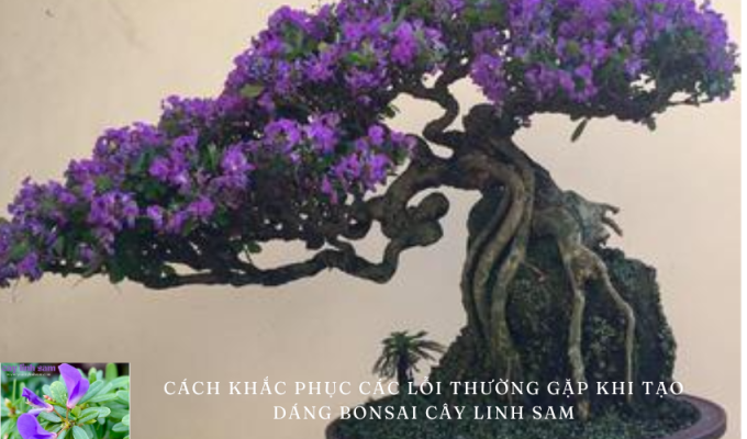 Cách khắc phục các lỗi thường gặp khi tạo dáng bonsai cây linh sam