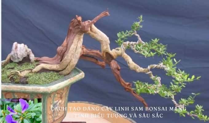 Cách tạo dáng cây linh sam bonsai mang tính biểu tượng và sâu sắc