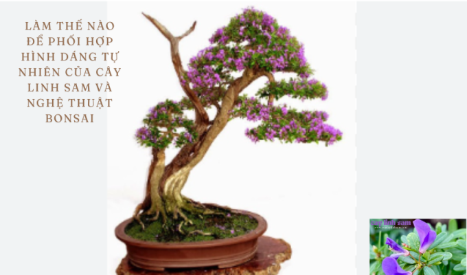 Làm thế nào để phối hợp hình dáng tự nhiên của cây linh sam và nghệ thuật bonsai: Bí quyết thành công