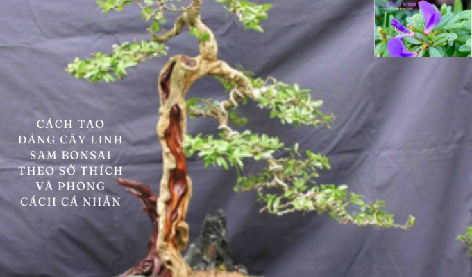 Cách tạo dáng cây linh sam bonsai theo sở thích và phong cách cá nhân