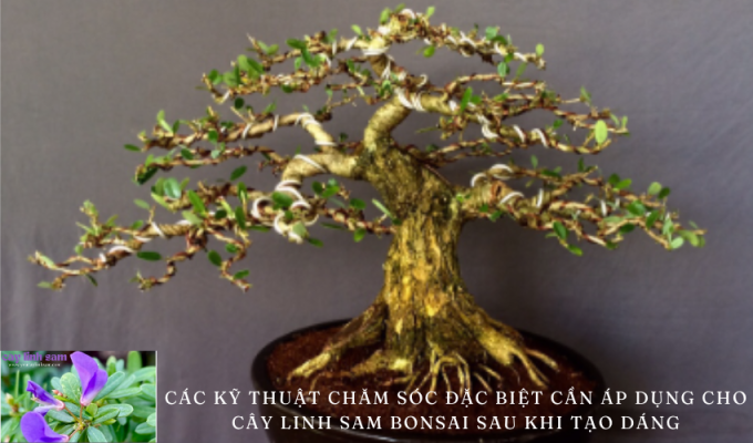 Các kỹ thuật chăm sóc đặc biệt cần áp dụng cho cây linh sam bonsai sau khi tạo dáng