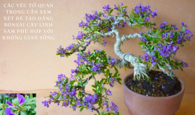 Các yếu tố quan trọng cần xem xét để tạo dáng bonsai cây linh sam phù hợp với không gian sống – Tìm hiểu cách làm đẹp cho không gian sống với cây linh sam bonsai