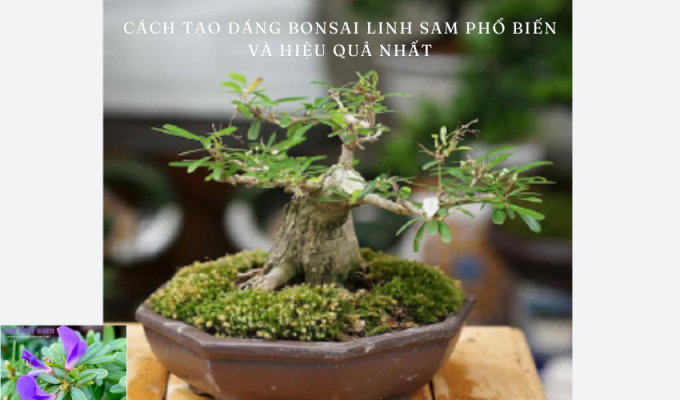 Cách tạo dáng bonsai linh sam phổ biến và hiệu quả nhất