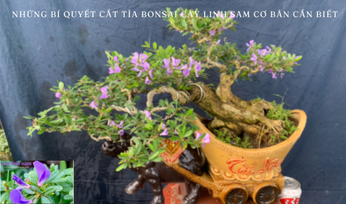 Những bí quyết cắt tỉa bonsai cây linh sam cơ bản cần biết