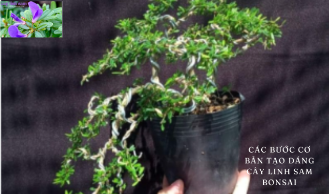 Các bước cơ bản tạo dáng cây linh sam bonsai: Hướng dẫn chi tiết