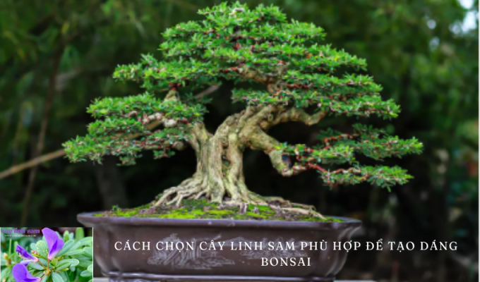 Cách chọn cây linh sam phù hợp để tạo dáng bonsai: Bí quyết lựa chọn cây linh sam